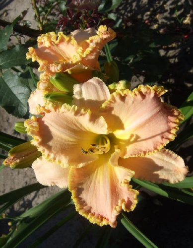 Лилейник Энчентед Форест 1 шт Р9