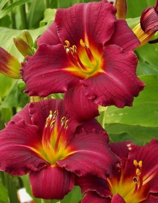 Лилейник Силоам Пол Ваттс 1 шт Р9