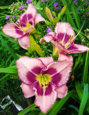 Лилейник Эдж Эхед 1 шт Р9