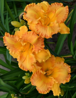 Лилейник Оранж Нассау 1 шт Р9