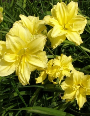 Лилейник Дабл Ривер Вай 1 шт Р9