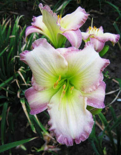 Лилейник Сил оф Эппрувал 1 шт Р9