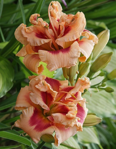 Лилейник Форти Секонд Стрит 1 шт Р9