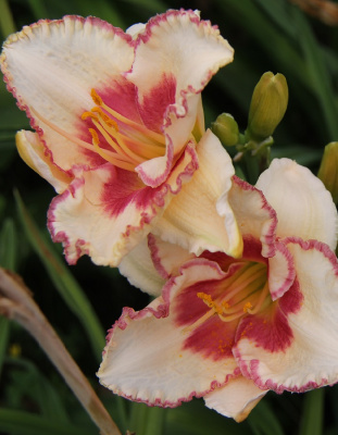 Лилейник Эйджлес Бьюти 1 шт Р9