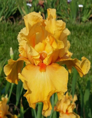 Ирис Чайна Дрегон 1 шт Р9