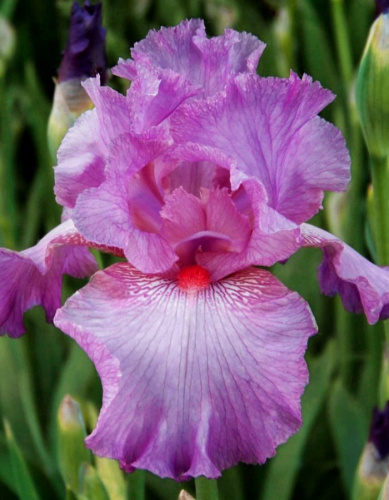 Ирис Аметист Флейм 1 шт Р9