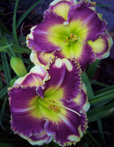 Лилейник Ансверинг Энжел 1 шт Р9