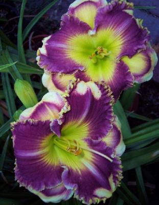 Лилейник Ансверинг Энжел 1 шт Р9