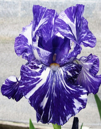 Ирис Батик 1 шт Р9