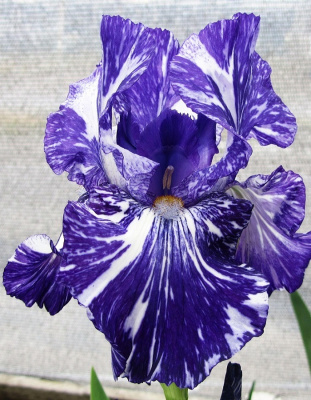 Ирис Батик 1 шт Р9