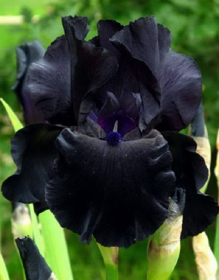 Ирис Блэк Найт 1 шт Р9