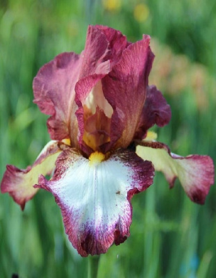 Ирис Кринолин 1 шт Р9