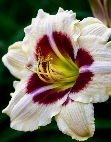 Лилейник Ящик Пандоры 1 шт Р9