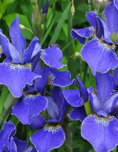 Ирис Голден Эдж 1 шт Р9