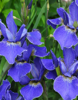 Ирис Голден Эдж 1 шт Р9