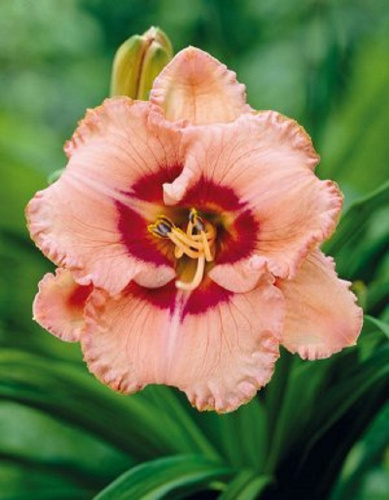 Лилейник Тру Грит 1 шт Р9