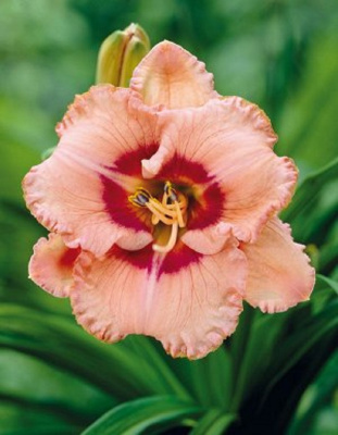 Лилейник Тру Грит 1 шт Р9