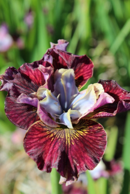 Ирис Пейнтед Вумен 1 шт Р9