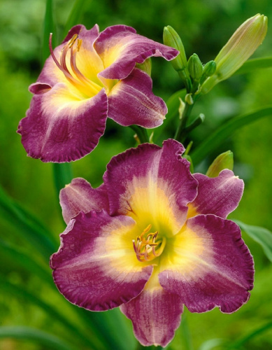 Лилейник Чиз энд Вайн 1 шт Р9