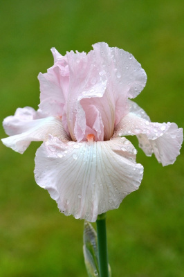 Ирис Ванити 1 шт Р9