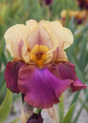 Ирис Гала Мадрид 1 шт Р9