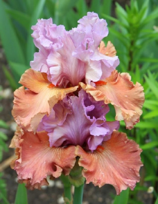 Ирис Эдори 1 шт Р9