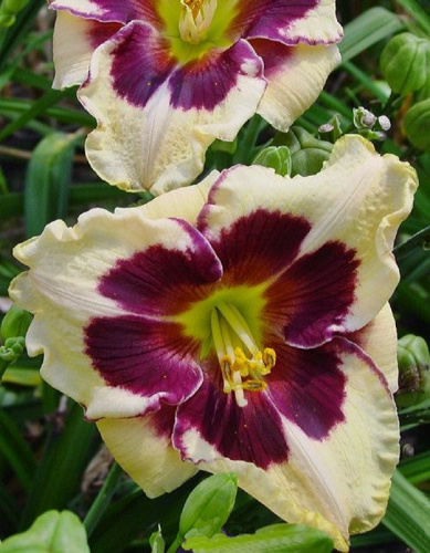 Лилейник Селебрейшен оф Эйнджелс 1 шт Р9