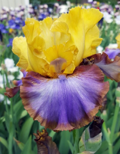 Ирис Браун Лассо 1 шт Р9