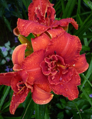 Лилейник Мозес Фаер 1 шт Р9