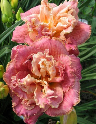 Лилейник Овер Зе Топ 1 шт Р9