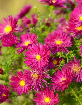 Астра Пинк Тобас 1 шт Р9