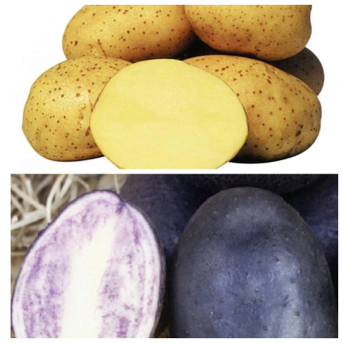 Набор "Раннеспелый" 2 сорта (2 кг)