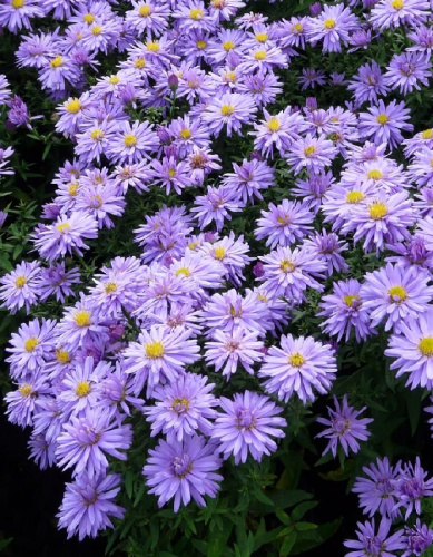 Астра альпийская Леди ин блю 1 шт Р9