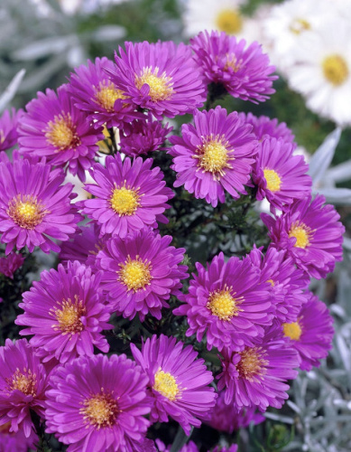 Астра новобельгийская Сара Баллард 1 шт Р9