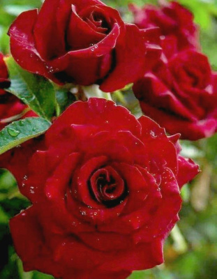 Роза чайно-гибридная Софи Лорен 1 шт