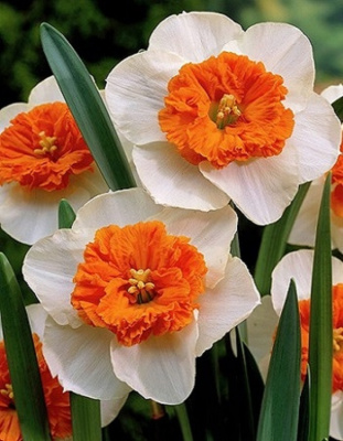 Нарцисс Белла Виста 1 уп.(3 шт.) весна