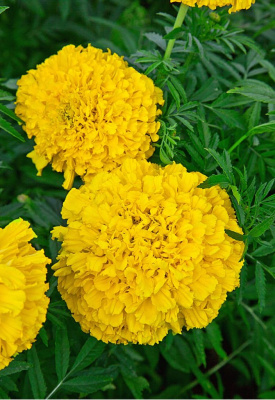 Бархатцы прямостоячие Солнечные гиганты 0,5 гр