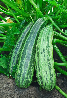 Кабачок Цукини Зебра 1 гр  цв.п