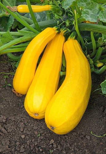 Кабачок Желтоплодный 1 гр  цв.п