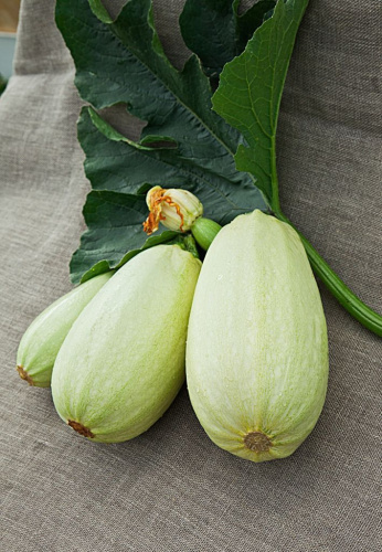 Кабачок Ролик 1 гр  цв.п