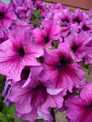 Петуния грандифлора Дэдди Шуга F1 20 шт