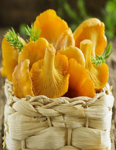 Грибы Лисичка настоящая (УД) 30 мл/15 гр цв.п