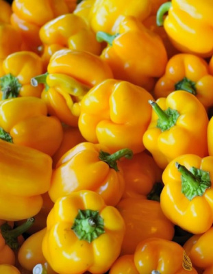 Перец сладкий желтый Сандал F1 (Adama)  5 шт, цв.п.