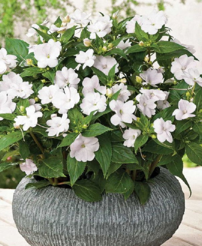 Бальзамин (импатиенс) ампельный Акробат F1 Вайт 8 шт