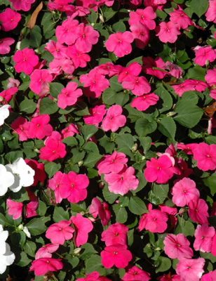 Бальзамин (импатиенс) ампельный Акробат F1 Роз Стар 8 шт