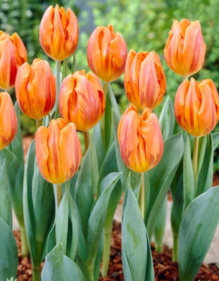 Тюльпан Эрмитаж 1 уп.(5 шт.) весна