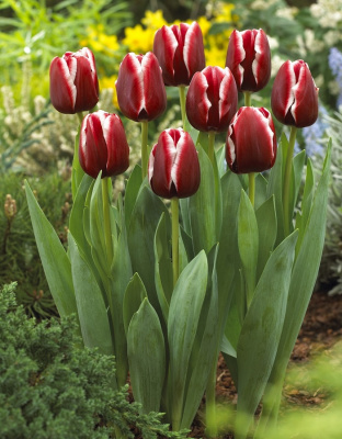 Тюльпан Армани 1 уп. (5 шт.) весна