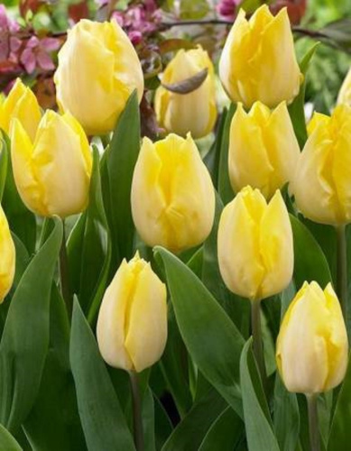 Тюльпан Санни Принц 1 уп. (5 шт.) весна