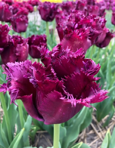 Тюльпан Горилла 1 уп. (5 шт.) весна