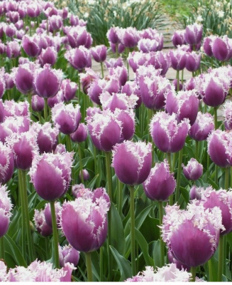 Тюльпан Камминз 1 уп. (5шт.) весна